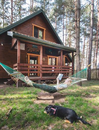 a dog laying in a hammock in front of a log cabin at Jarzębinowa - Dom do wynajęcia na Podlasiu in Łuka