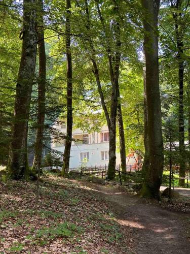 a white house in the middle of a forest at База відпочинку ШИПОВЕЦЬ in Poroškov