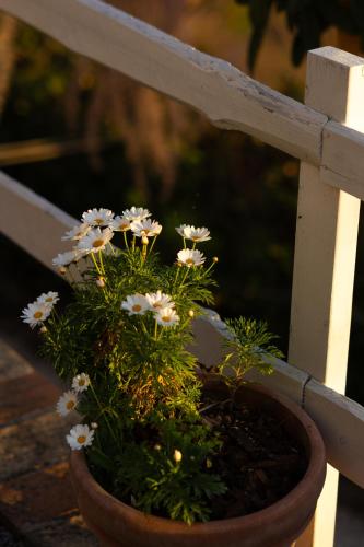 a potted plant with white flowers in a pot at Residenza B&B VistaMare in Petacciato