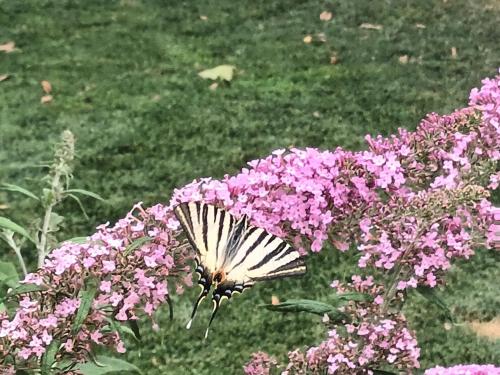 Un papillon est assis sur une fleur violette dans l'établissement BASTIDE DES MARTELIERES, à Salon-de-Provence