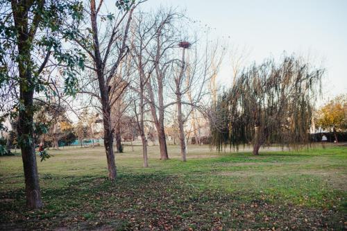 HOTEL REALICO في Realicó: مجموعة من الأشجار في حديقة مع طائرة ورقية في الهواء