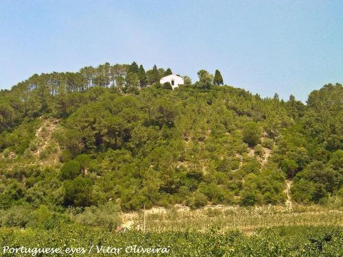 a house on top of a hill with trees at Casa Santa Rita in Alcobaça