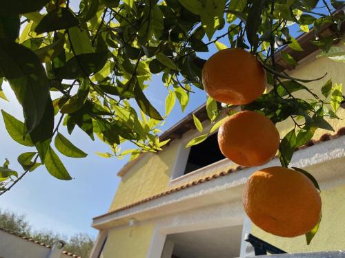 two oranges hanging from a tree in front of a house at Villa Medusa in Tre Fontane