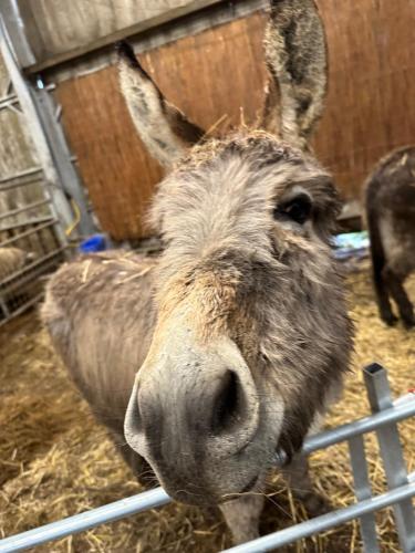 a donkey is standing behind a fence at The original Sleeping Giant Lodge - Farm Stay, meet the animals in Ystradgynlais