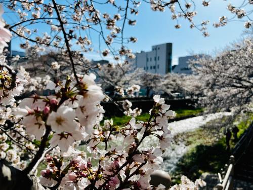 a bunch ofakura trees in a park with buildings in the background at Guesthouse Azumaya in Matsumoto