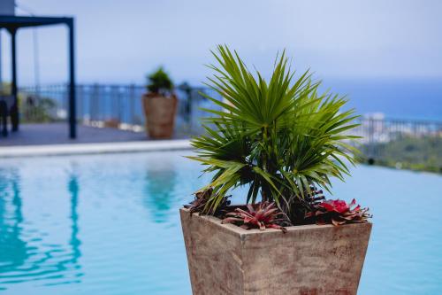 uma planta em vasos sentada ao lado de uma piscina em Cozy coner em Runaway Bay