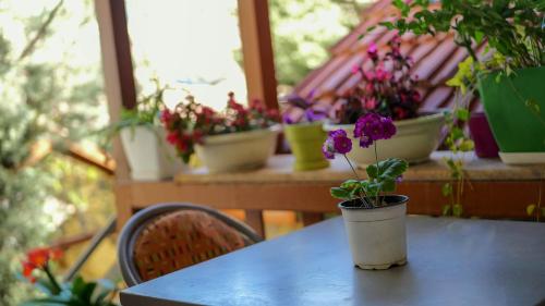 a table with a bunch of potted plants on it at Shkodra Guest House in Shkodër