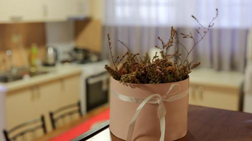 a potted plant sitting on a table in a kitchen at Shkodra Guest House in Shkodër