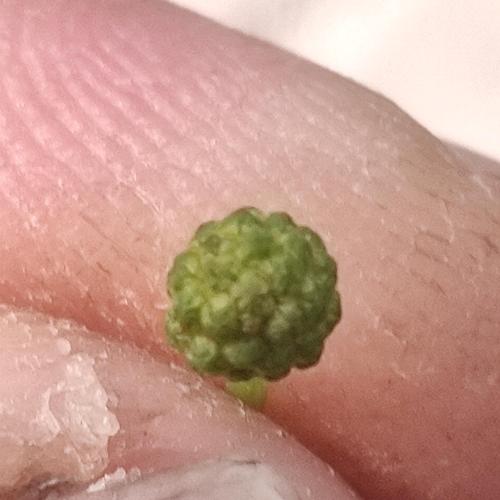 a green substance on the side of a persons hand at Dar chrfaa in Al Hachlaf