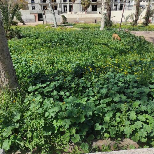 a field of green plants with a dog in the background at Dar chrfaa in Al Hachlaf