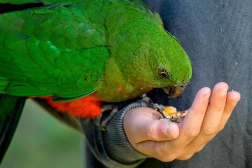 a green parrot eating food from a persons hand at BIG4 Yarra Valley Park Lane Holiday Park in Healesville