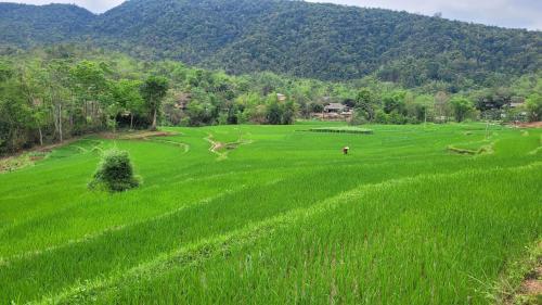 an open field of green grass with mountains in the background at Quế Homestay in Hòa Bình
