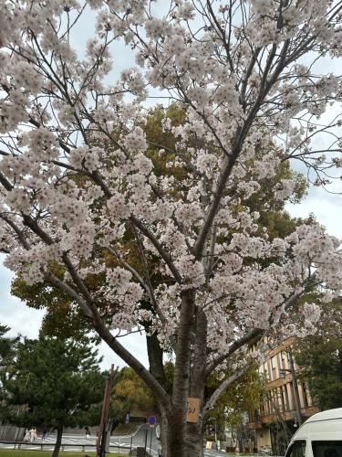 a tree with pink flowers on it on a street at Ryokan Kousen Kazeya Group in Nara