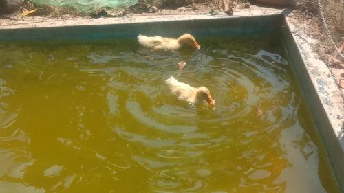 Animales en la villa o alrededores