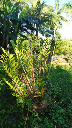 a group of plants in a yard with palm trees at Le studio 27 in Le Tampon
