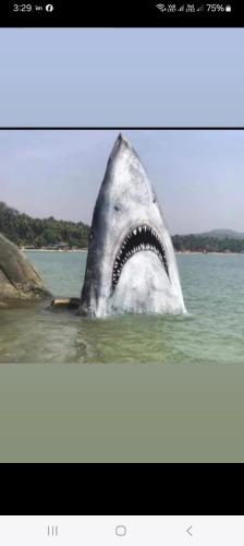 a picture of a shark in the water at Fernandes Bar and Restaurant in Canacona