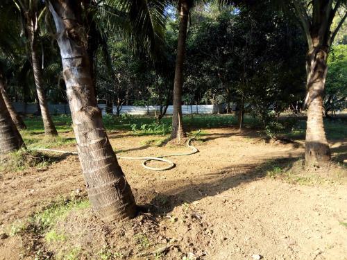 a hose is laying on the ground next to trees at Swastik Ac Apartment in Mandrem