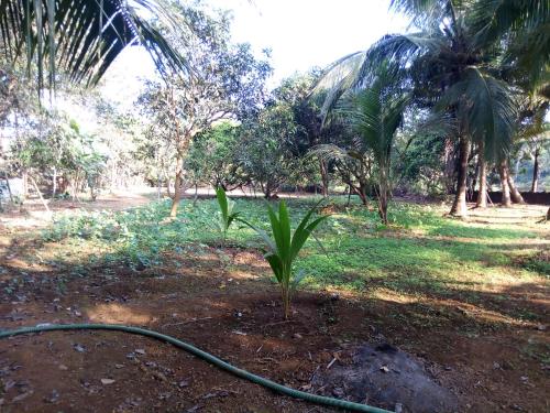a plant with a hose in a field with palm trees at Swastik Ac Apartment in Mandrem