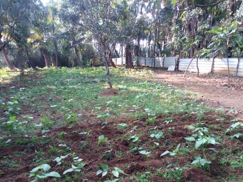 a small tree in the middle of a field at Swastik Ac Apartment in Mandrem