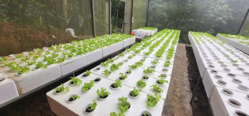 Κήπος έξω από το Elnora's Farm
