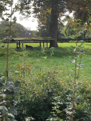 a picnic table in a park with a tree at Ferienwohnung Edith in Güster
