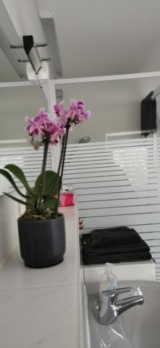 a potted plant sitting on top of a bathroom sink at ruhige Sout. Whg. Feldrandnähe in Seligenstadt