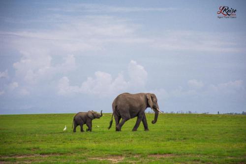 a baby elephant and an adult elephant walking in a field at Amanya Hut 3-Bedroom House Amboseli in Amboseli