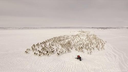 Eine große Schafherde steht im Schnee in der Unterkunft Authentic Sami Reindeer Herding Adventure in Arctic Norway in Kautokeino