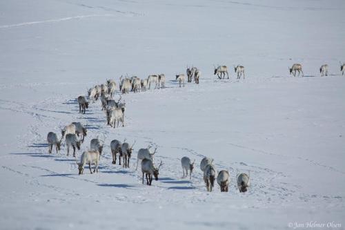 eine Herde von Tieren, die im Schnee wandeln in der Unterkunft Authentic Sami Reindeer Herding Adventure in Arctic Norway in Kautokeino