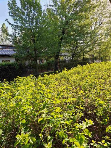 a field full of yellow flowers in a park at Duna Garden Hotel in Budapest