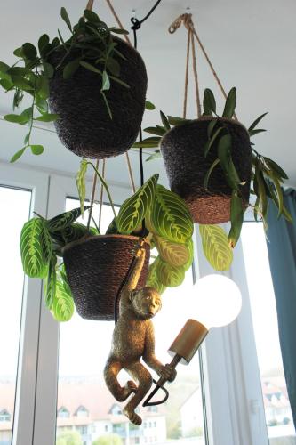 a monkey hanging from hanging plants on a ceiling at Blaues Paradies in Bad Rodach