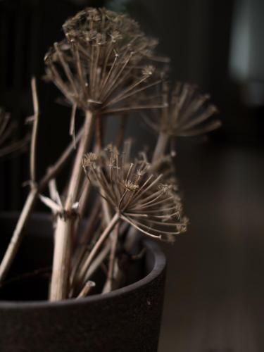 a plant in a pot sitting on a table at Hótel Karólína in Stykkishólmur