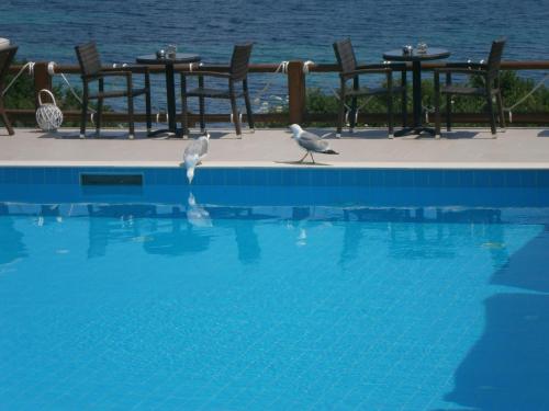 two birds standing on the edge of a swimming pool at Barbagiannis House in Ormos Panagias