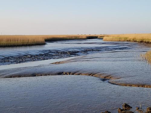 een rivier met gras in het midden bij Bed & Breakfast Rheiderland in Ditzumerverlaat