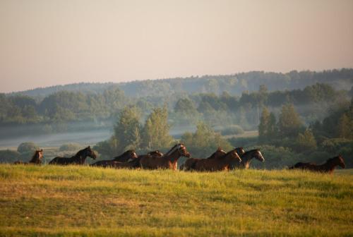 a herd of horses running in a field at Stadnina Koni Nad Wigrami in Mikolajewo