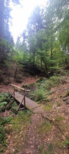a wooden bench sitting in the middle of a forest at Hieblerhof Ferk in Gundersdorf