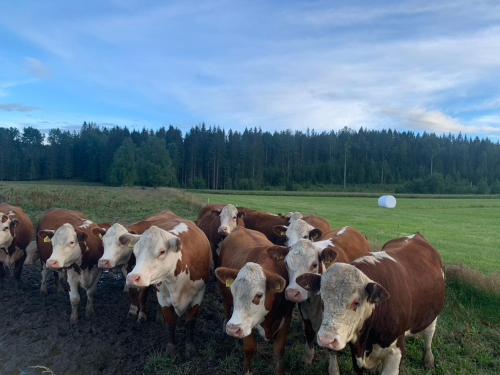 a herd of brown and white cows standing in a field at Magnor House in Eidskog, Hedmark close to The Plus and Magnor Glassverk in Magnor