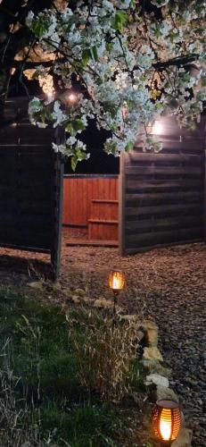 a tree with a lantern in the yard at night at Agroturystyka u Kozdryka in Leśna