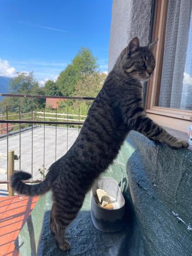 a cat standing on a ledge looking out a window at Casa Laura in Ravascletto