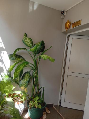 una pianta seduta in una stanza accanto a una porta di Mazena Résidence a Bandrélé