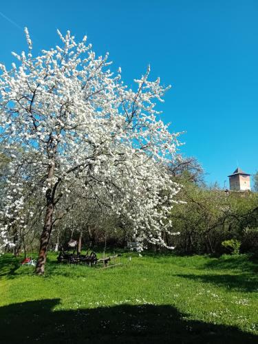 uma árvore com flores brancas num campo em Cazare La Oana em Haţeg