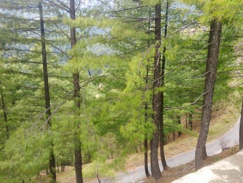 a painting of a forest with trees and a road at Hill Heaven Resort in Abbottabad