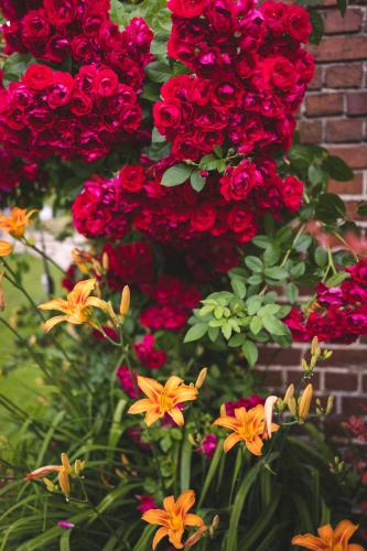 a bunch of red flowers in front of a brick wall at Dom dla dwojga w Starym Młynie w Brzeźnicy in Brzeźnica
