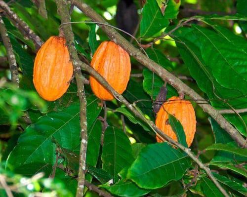 Un árbol con frutos naranjas en una rama. en L'îlet cacao, en Le Gosier