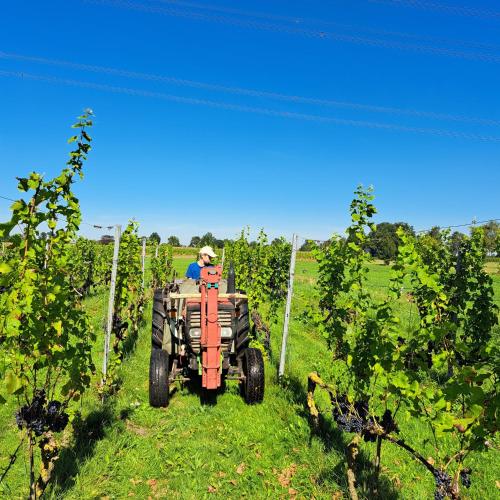 a man on a tractor in a vineyard at Wijnstaete in Lemelerveld