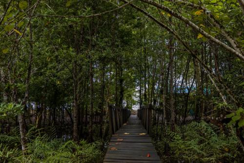 a wooden path through a forest with trees at Jardín Botánico del Pacífico y Mecana Ecohotel in Bahía Solano