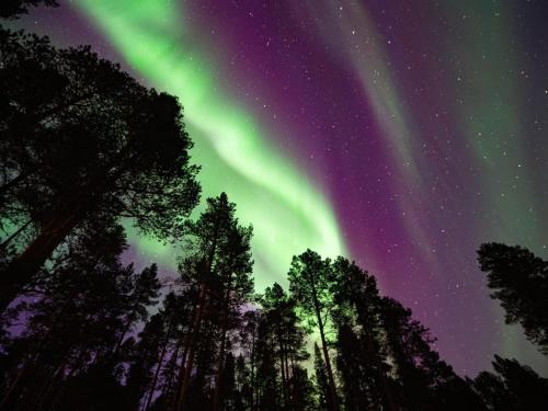 una imagen de la aurora boreal en el cielo sobre los árboles en Holiday Home Peurankuoppa by Interhome, en Lemmenjoki