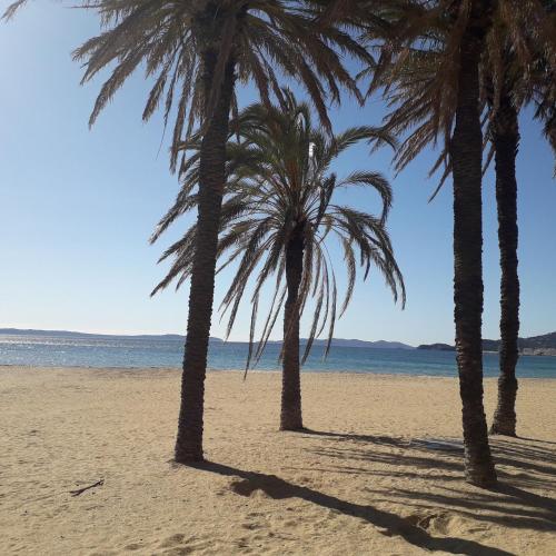 Trois palmiers sur une plage de sable près de l'océan dans l'établissement Haut de villa avec jardin (Apt T3), à Bormes-les-Mimosas