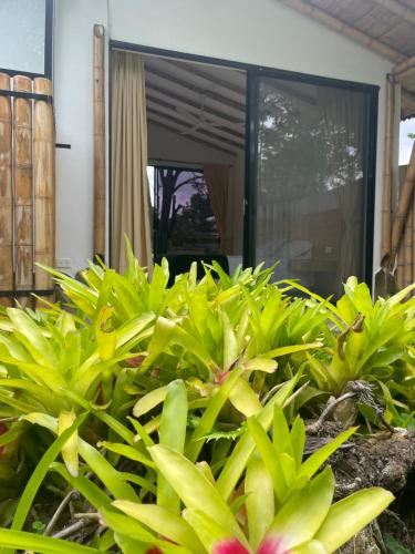 a group of green plants in front of a house at Ecohotel Alma in Calarcá