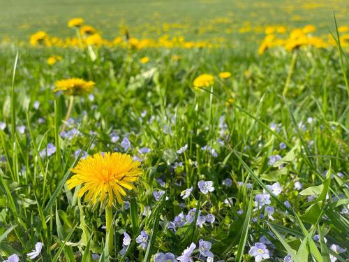 a field filled with lots of flowers in the grass at Ferienwohnung Hintermoos in Kißlegg